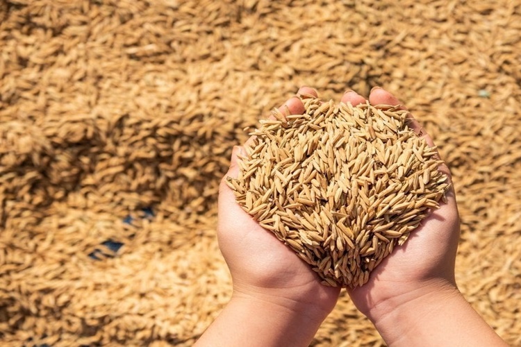 Bulgur Mideyi Rahatsız Eder Mi?