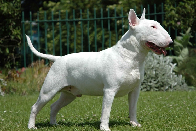 Bull Terrier Köpek Irkı Hakkında Bilinmesi Gerekenler Nelerdir?