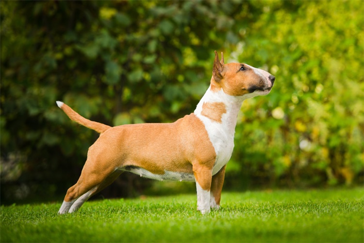 Bull Terrier Köpek Irkının Karakteri Nasıldır?
