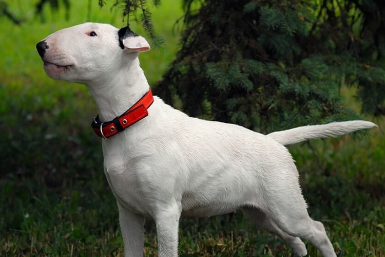Bull Terrier Köpek İsimleri Nelerdir?