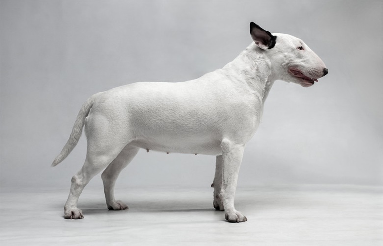 Bull Terrier Köpek Kaç Yıl Yaşar?