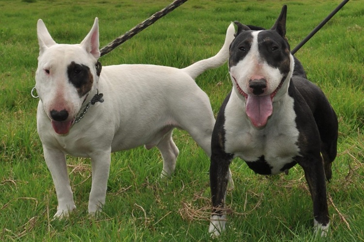 Bull Terrier Köpek Nasıl Beslenir?