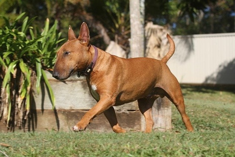 Bull Terrier Köpek Nasıl Eğitilir?
