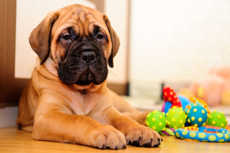 Bullmastiff Köpek Fiyatı 2023 Ne Kadar?