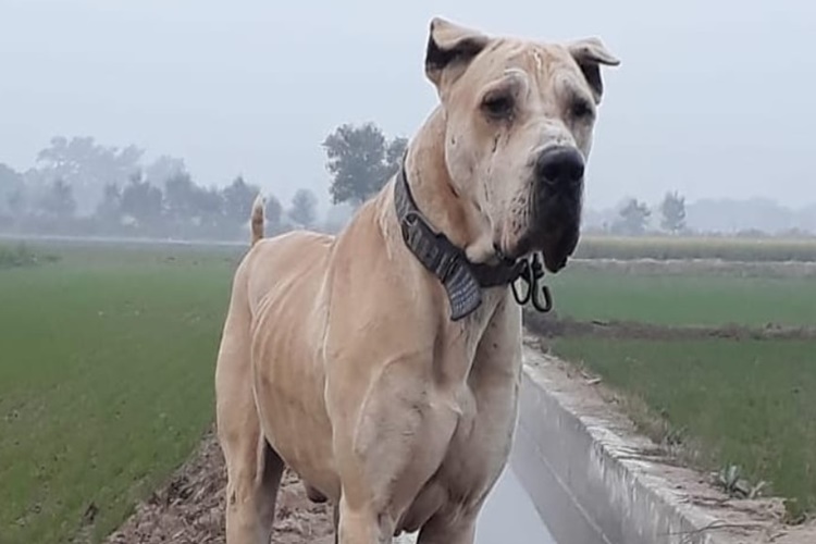 Bully Kutta Köpek İsimleri Nelerdir?