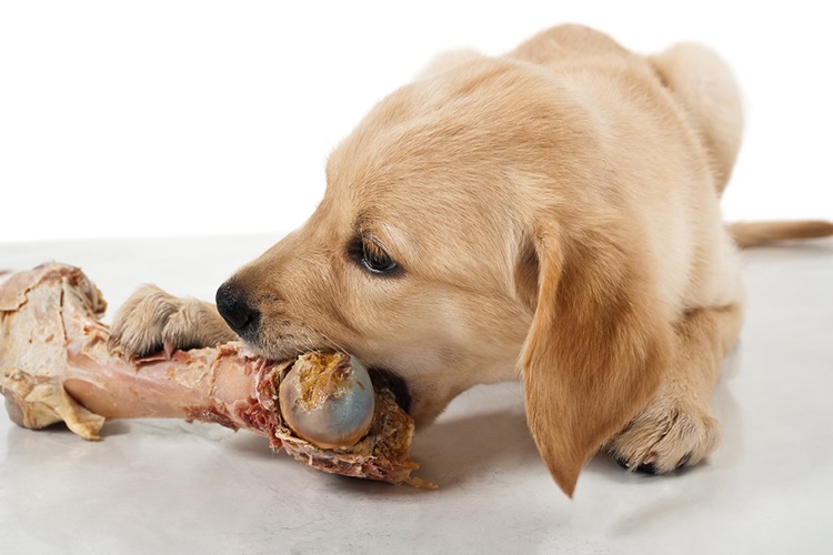 Bulyon Köpeklere Zararlı Mı?