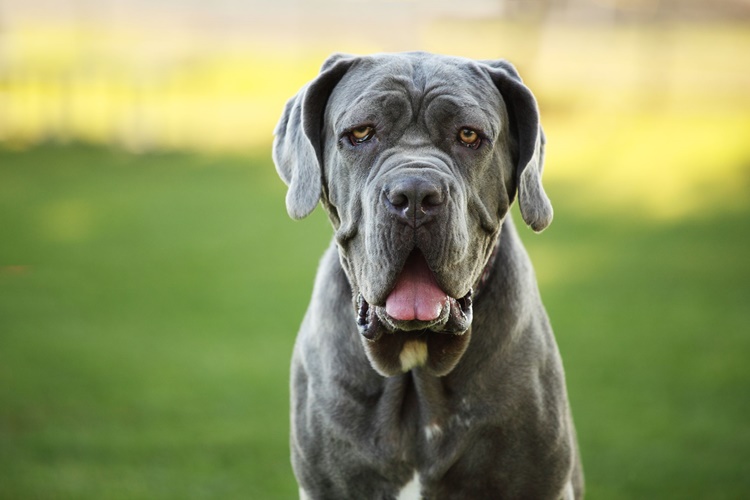 Büyük Irk Köpekler Uçağa Binebilir Mi?