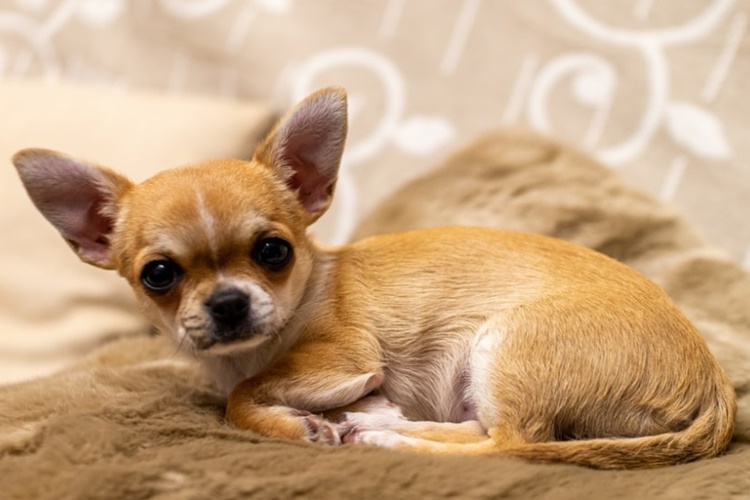 Büyümeyen Köpek Fiyatı 2023 Ne Kadar?