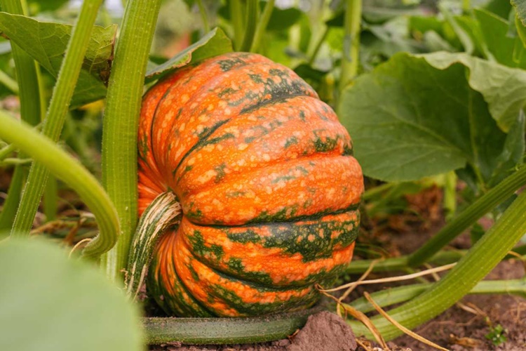 Buzluktan Çıkan Bal kabağı Fırında Nasıl Pişirilir?