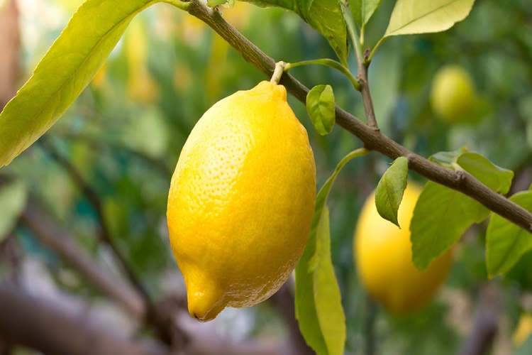 Buzluktan Çıkan Limon Nasıl Kullanılır?