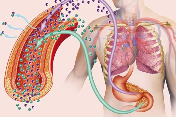 C-Peptid Yüksekliği Neyi Gösterir?