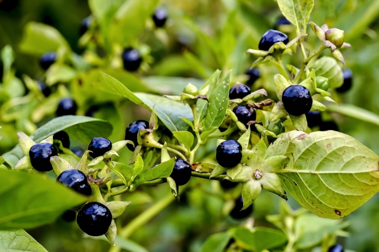 Cadı Maki Zehirli Mi?