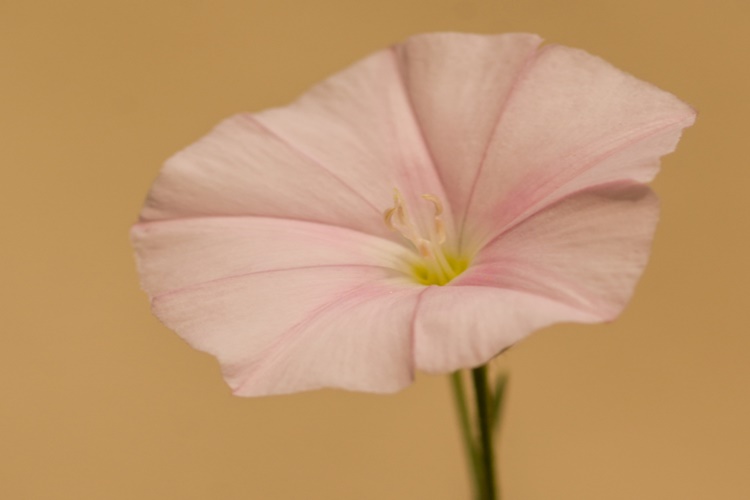 Çadır Çiçeği Hakkında Bilgi