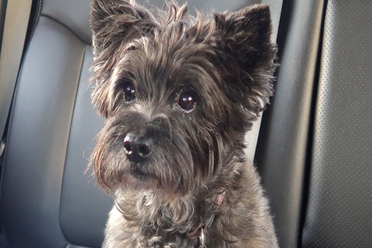 Cairn Terrier Hakkında Merak Edilen Bilgiler