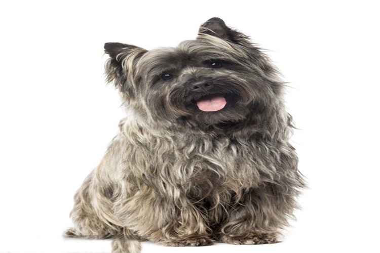 Cairn Terrier Irk Özellikleri Nelerdir?