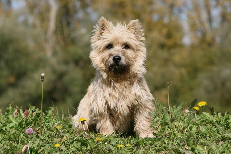 Cairn Terrier Özellikleri Nelerdir?