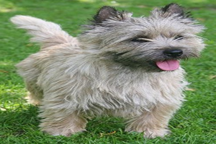 Cairn Terrier Sahiplendirme Nasıl Olmalı?