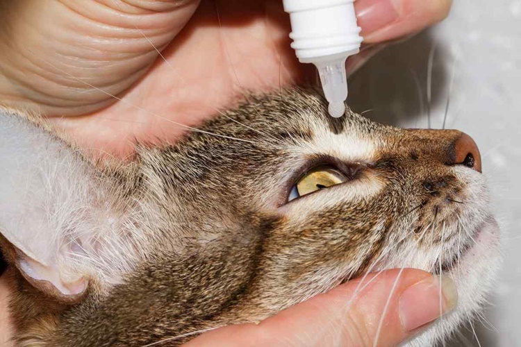 Calicivirus İnsana Bulaşır Mı?