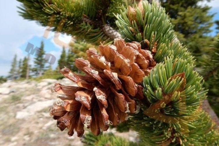 Çam Ağacı Ne Zaman Budanır?