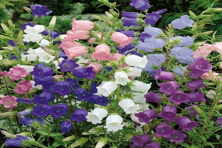 Çan Çiçeği Hakkında Merak Edilen Bilgiler