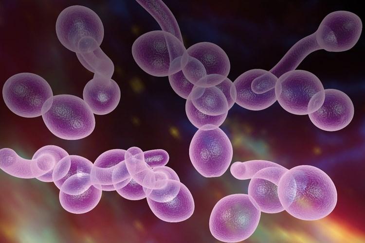 Candida Gaz Yapar Mı?
