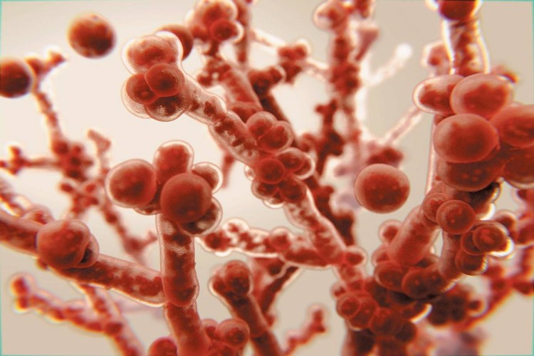 Candida İçin Probiyotikler Nelerdir?