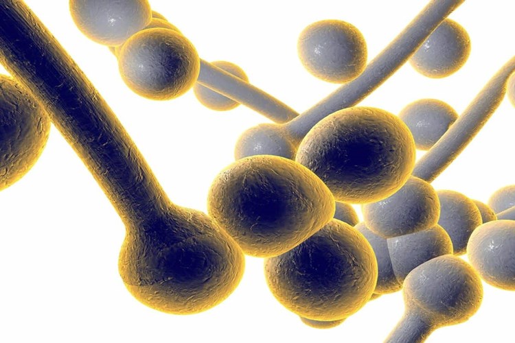 Candida Özofajit Belirtileri Nelerdir?