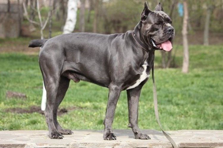 Cane Corso Hakkında Merak Edilen Bilgiler
