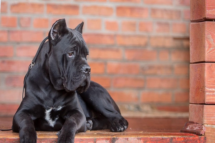 Cane Corso Köpek Fiyatı 2023 Ne Kadar?