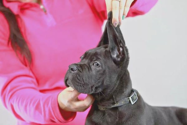  Cane Corso Kulak Ne Zaman Kesilir?