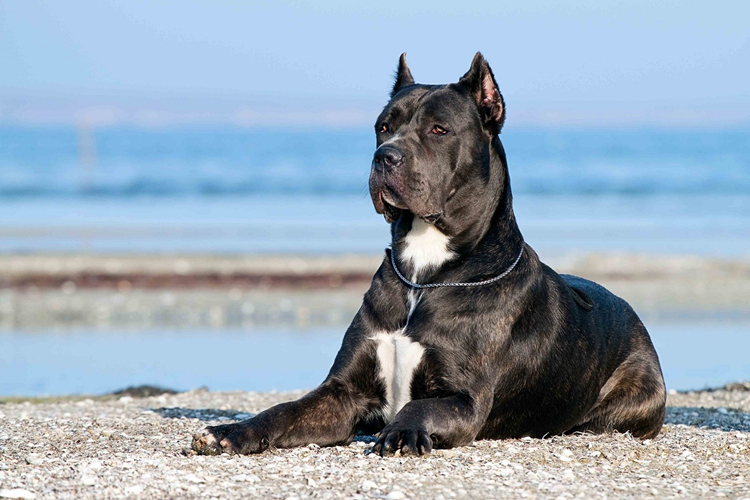 Cane Corso Nasıl Eğitilir?