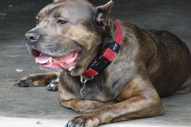 Cane Corso Soğuğa Dayanıklı Mıdır?