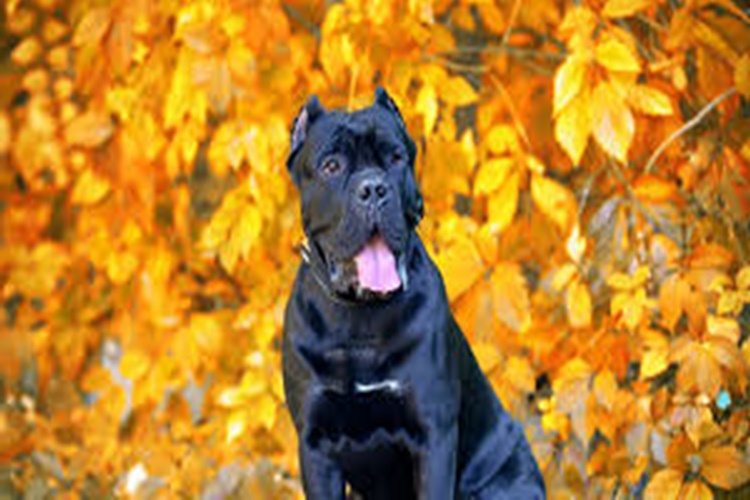 Cane Corso Tüy Föker Mi?