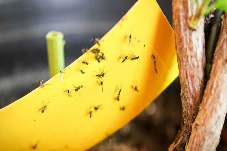 Canlı Çiçeklerde Küçük Sinekler Nasıl Yok Edilir?