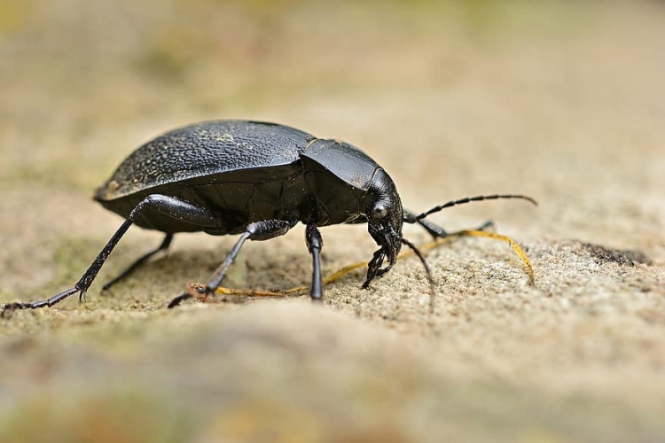 Carabus Zehirli Mi?