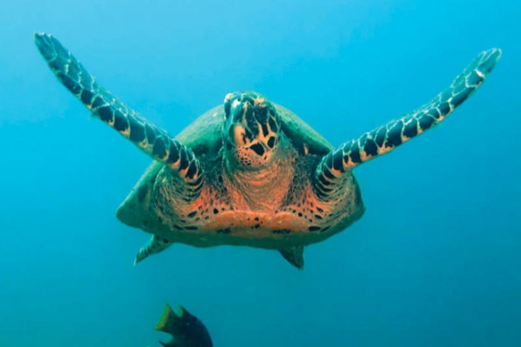 Caretta Caretta Zehirli Mi?
