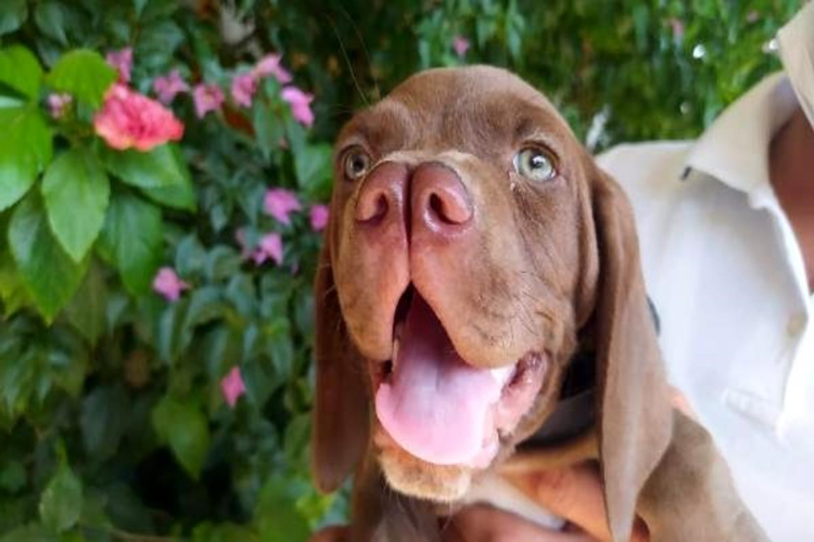 Çatal Burun Köpek Fiyatı 2023 Ne Kadar?