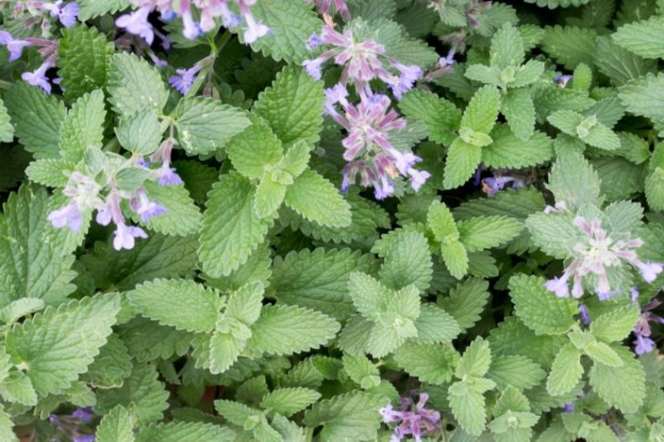 Catnip Tohumu Nasıl Ekilir?