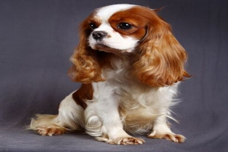 Cavalier King Charles Hakkında Merak Edilen Bilgiler