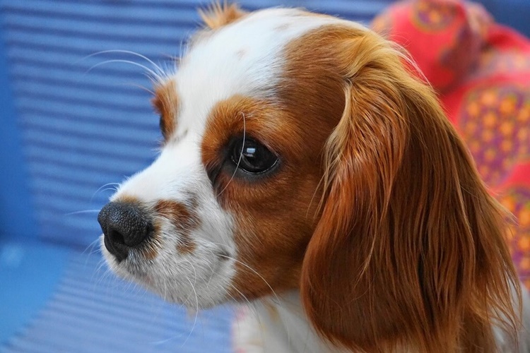 Cavalier King Charles Bakımı ve Eğitimi Nasıl Olmalı?