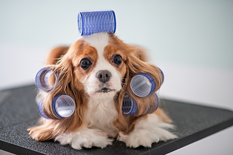 Cavalier King Charles Hastalıkları Nelerdir?