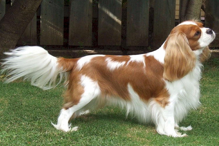 Cavalier King Charles Köpek Fiyatı 2023 Ne Kadar?