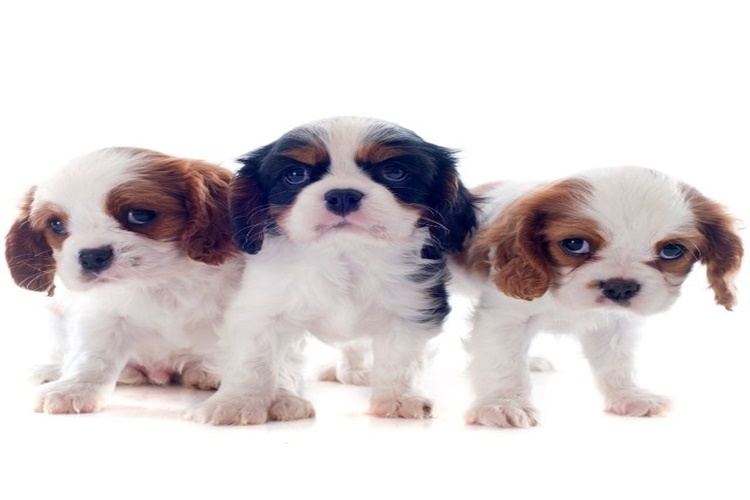 Cavalier King Charles Özellikleri Nelerdir?