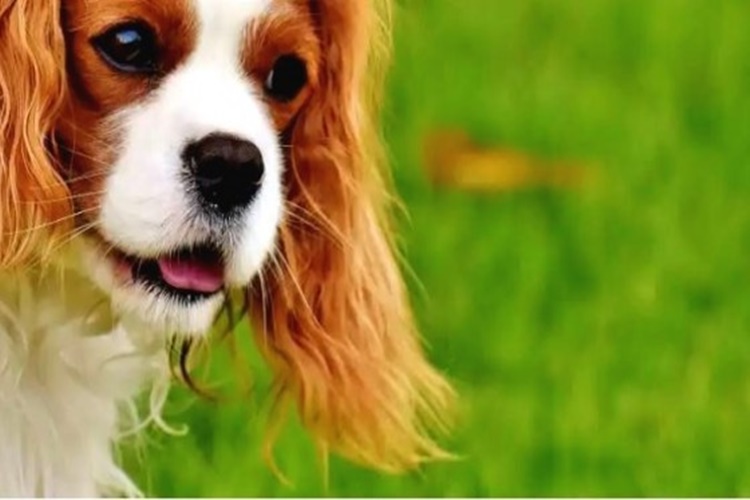 Cavalier King Charles Spaniel Apartmanda Beslenebilir Mi?