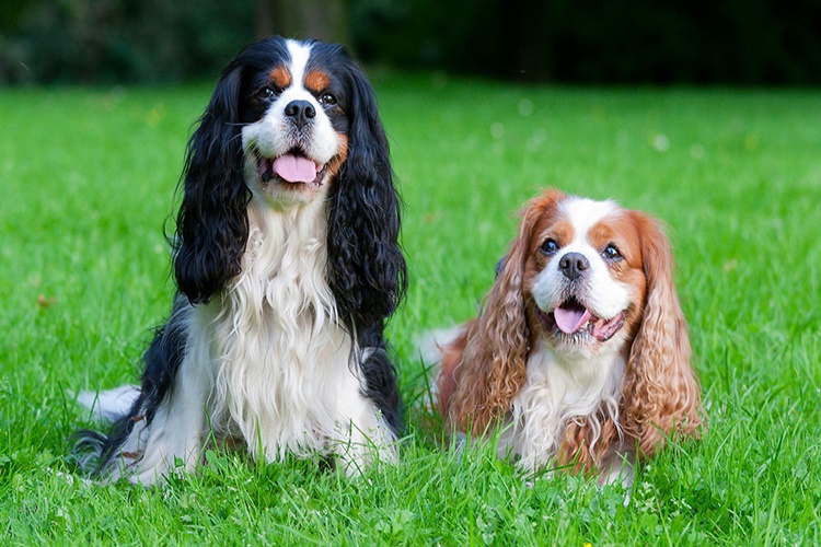 Cavalier King Charles Spaniel Bahçede Yaşar Mı?