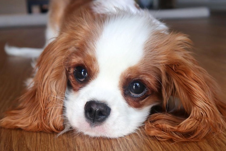Cavalier King Charles Spaniel Bakımı Nasıl Olmalı?