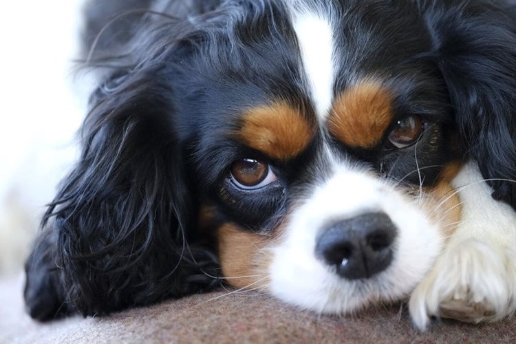 Cavalier King Charles Spaniel Çiftleştirme Nasıl Olmalı?