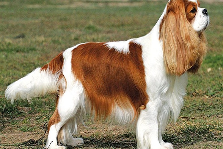 Cavalier King Charles Spaniel Evde Yalnız Kalabilir Mi?