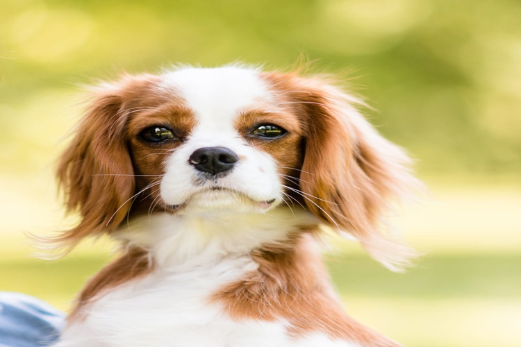 Cavalier King Charles Spaniel Özellikleri Nelerdir?
