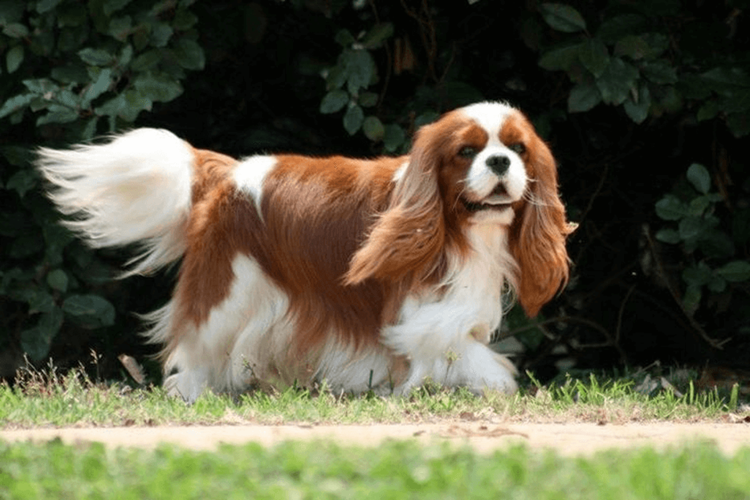 Cavalier King Charles Tüy Bakımı Nasıl Olmalı?